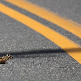 Crossing Pika | Yellowstone National Park | Wyoming | America | Travel Photography Print by Kimberley Helmendag