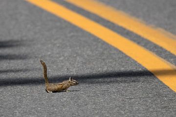 Crossing Pika | Yellowstone National Park | Wyoming | America | Travel Photography Print by Kimberley Helmendag