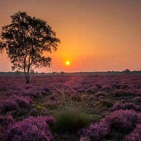 A new day.... by Henk Pijnappels