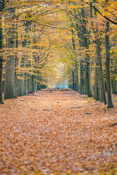 Wanderweg in der Veluwe mit Herbstlaub von Fotografiecor .nl