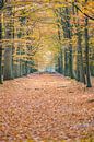 Wanderweg in der Veluwe mit Herbstlaub von Fotografiecor .nl Miniaturansicht