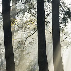 Le soleil illumine les bois de Zeister ! sur Peter Haastrecht, van