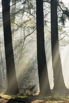 Le soleil illumine les bois de Zeister !