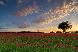 Pink carpet by Jan Koppelaar Fotografie