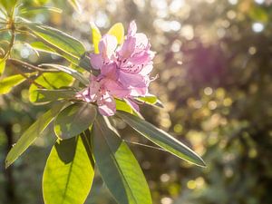 Pfaffenstein, Suisse saxonne - floraison de rhododendrons au soleil