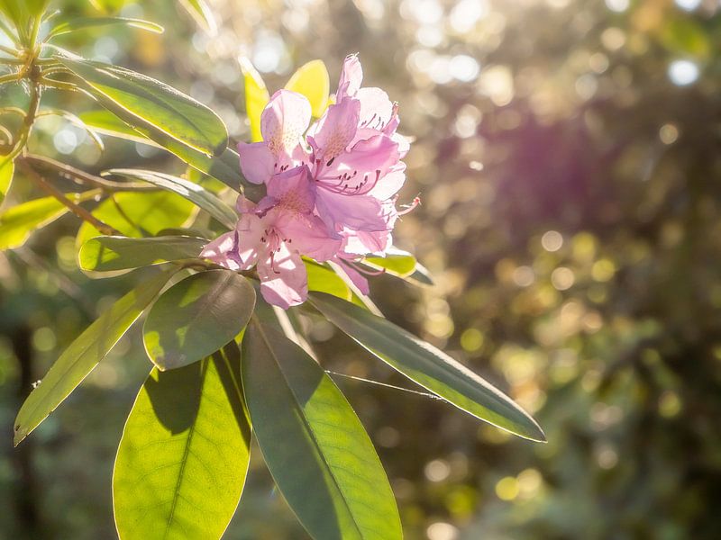 Pfaffenstein, Suisse saxonne - floraison de rhododendrons au soleil par Pixelwerk