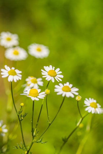 in the meadow by Bart Liesenborgs