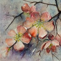 Quince blossom