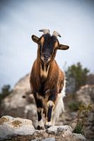 The goat 2