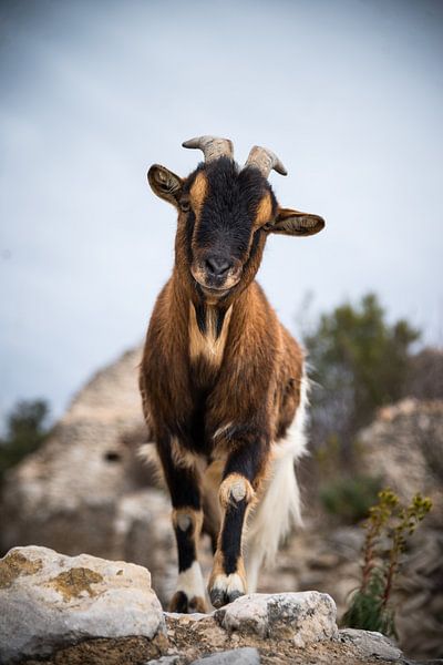 The goat 2 by gerald chapert