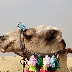 Dromedary/Camels Saqqara Egypt by Maurits Bredius