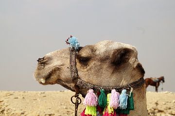 Dromedary/Camels Saqqara Egypt by Maurits Bredius