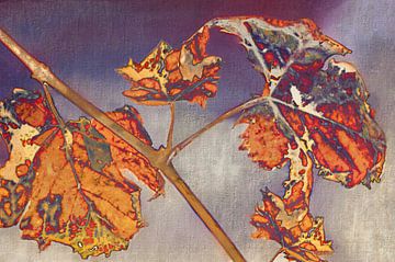 Herfst - bonte wingerd van Christine Nöhmeier