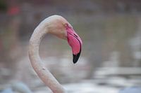 flamant rose