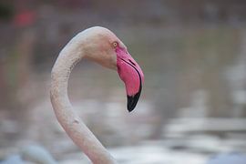 flamingo by Roger Hagelstein