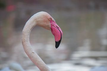 flamingo van Roger Hagelstein