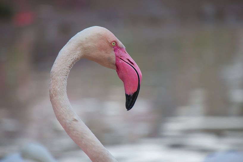 flamant rose par Roger Hagelstein