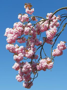 Kirschblüte am Solinger Obstweg,Bergisches Land