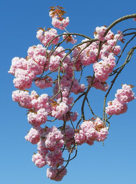 Kirschblüte am Solinger Obstweg,Bergisches Land von Peter Eckert