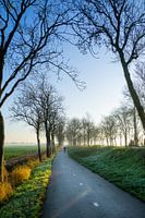 Pad winterse bomen