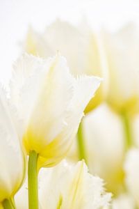 Nederlandse witte tulpen van Ron van der Stappen