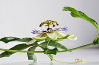 Passiflore 4