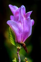 Fleur de magnolia