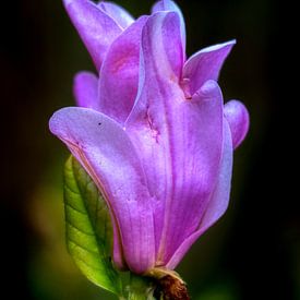 Magnolia bloesem van Dieter König