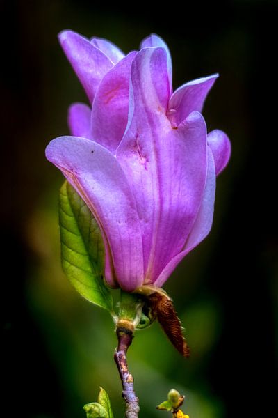Magnolia bloesem van Dieter König