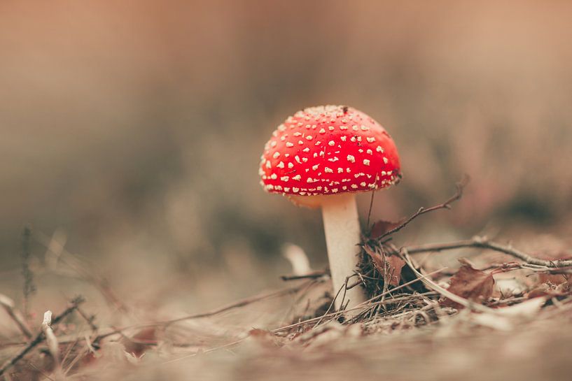 Fly agaric by Dirk-Jan Kraan