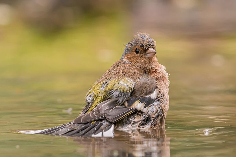 Vink van Hennie Zeij