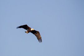 Weißkopfseeadler (Haliaeetus leucocephalus) von Dirk Rüter