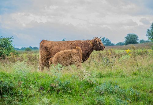 schotse hooglander met kalf