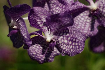 Paarse orchidee van MM Imageworks