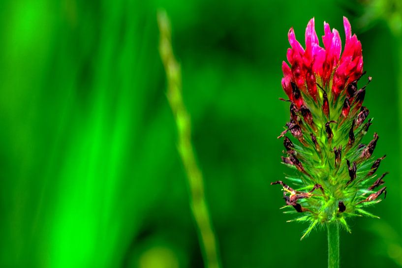 Flora : Natur genießen von Photoart-Naegele