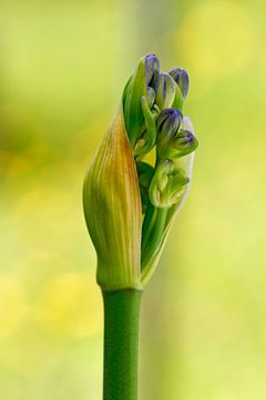 Knospen einer blauen Agapanthus, Afrikanische Lilie von Klik! Images