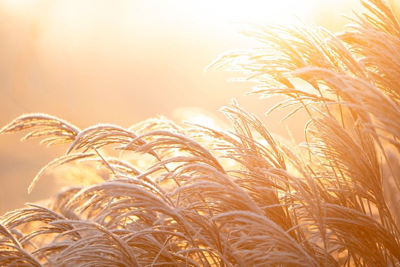 Riet Pluimen Glinsterend in Vroeg Gouden Zonlicht van Femke Ketelaar