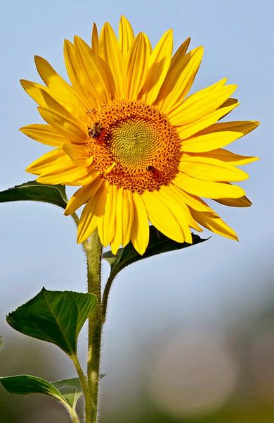 Sunflower in sunshine by Werner Lehmann