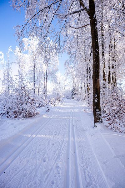 Cross-country skiing in the snowy Thuringian Forest near Floh-Seligenthal - Thuringia - Germany by Oliver Hlavaty
