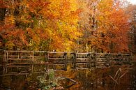 Herfst in Nederland, mooie bomen met oranje en gele bladeren getooid van Jacoline van Dijk thumbnail
