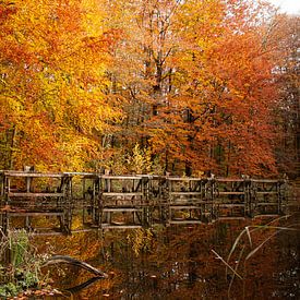 Herfst in Nederland, mooie bomen met oranje en gele bladeren getooid van Jacoline van Dijk