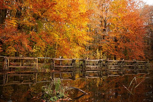 L'automne aux Pays-Bas, de beaux arbres aux feuilles oranges et jaunes