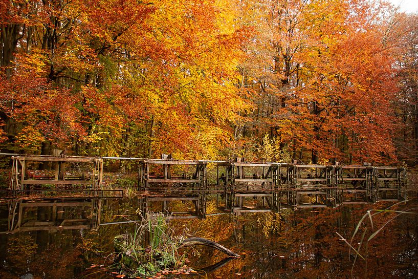 Herfst in Nederland, mooie bomen met oranje en gele bladeren getooid van Jacoline van Dijk