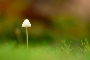 Mushroom by John Leeninga