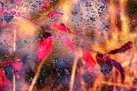 Concept nature : Autumn rain van Michael Nägele thumbnail