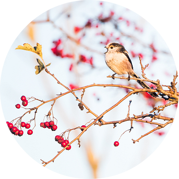 Staartmeesje in de meidoorn