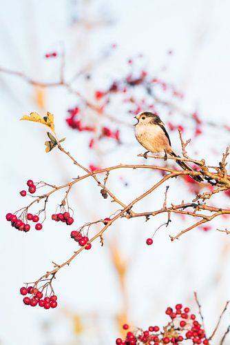 Staartmeesje in de meidoorn