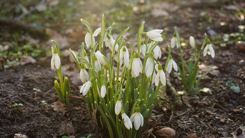 Snowdrops in the sunlight by Maximilian Burnos
