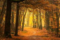 Pfad durch einen nebligen Wald an einem schönen nebligen Herbstmorgen. von Sjoerd van der Wal Fotografie Miniaturansicht