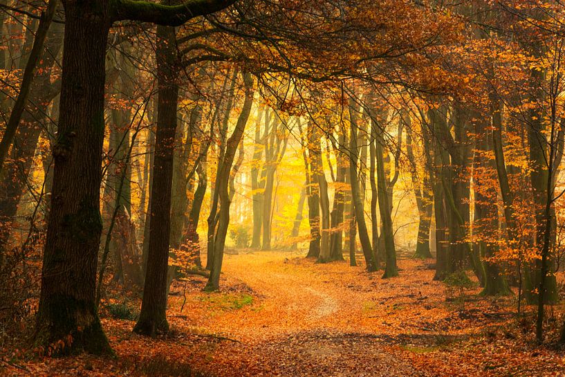 Pad door een mistig bos tijdens een mooie mistige herfstochtend van Sjoerd van der Wal Fotografie
